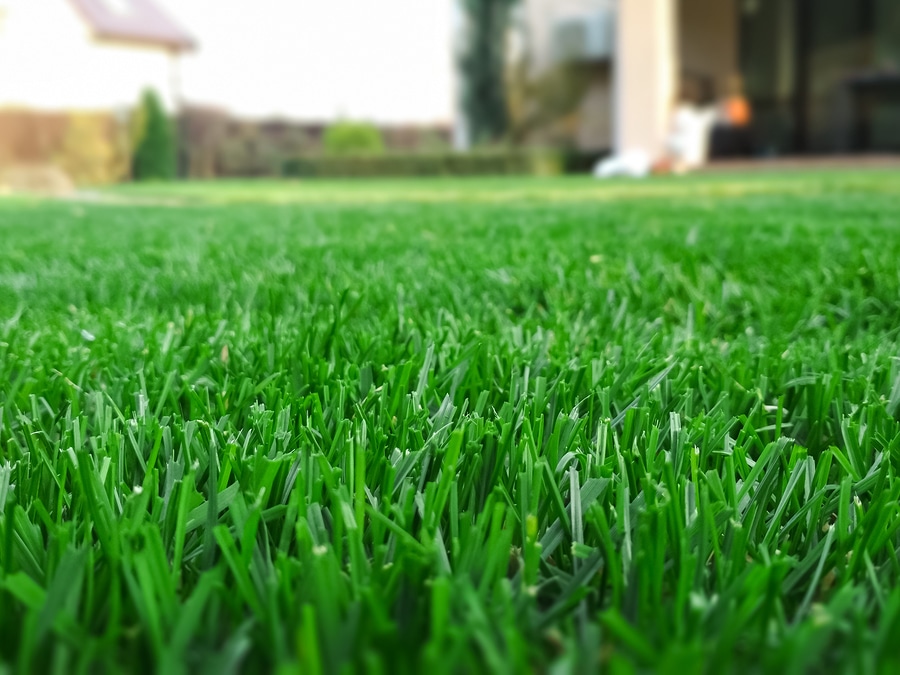 Expert Lawn Aeration Services