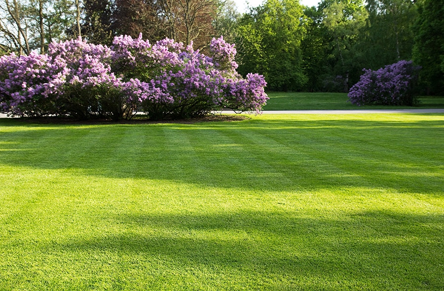 Expert lawn aeration companies in Greenwood, IN.