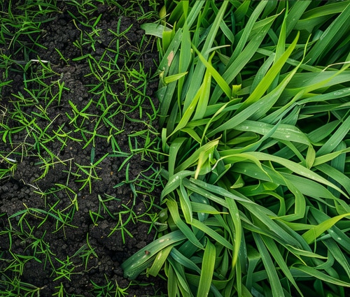 Professional aeration companies for residential properties.