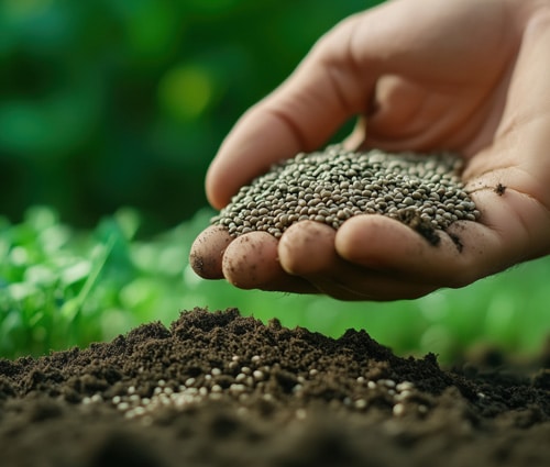 Aeration and overseeding services for home lawns.