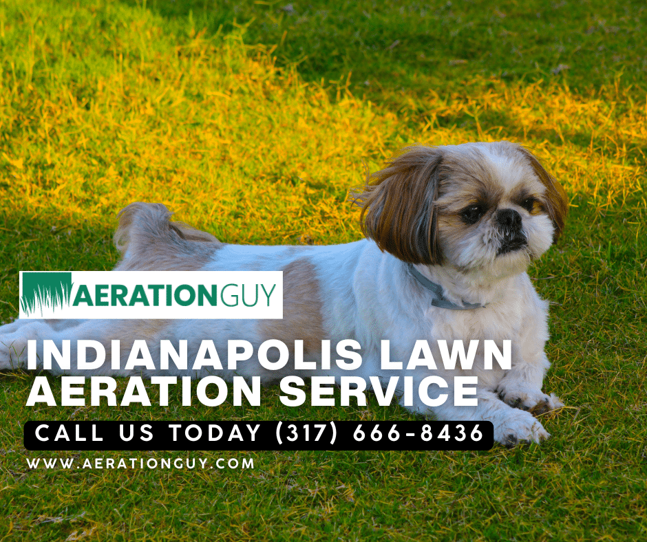 Family dog playing on a lush Indianapolis lawn maintained by a trusted lawn aeration service Indianapolis homeowners recommend.