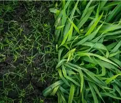 Professional aeration companies for residential properties.